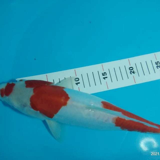 kohaku doitsu 34cm