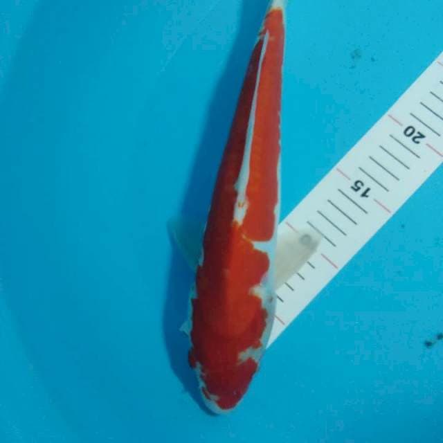 kohaku doitsu aragoke 34cm