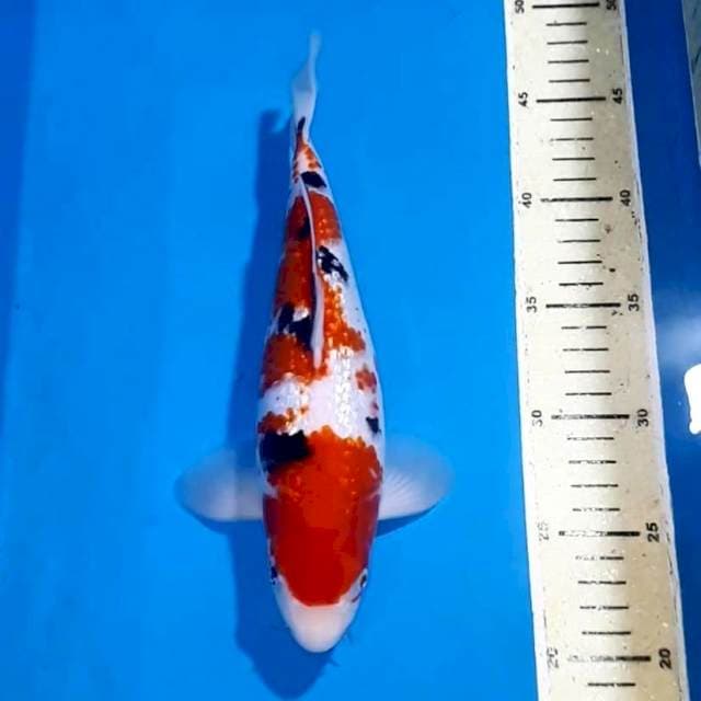 SANKE GINDRIN BULKY 27 CM