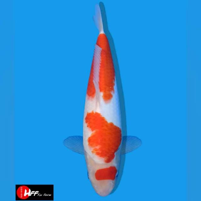 F1 SAKAI 37 CM