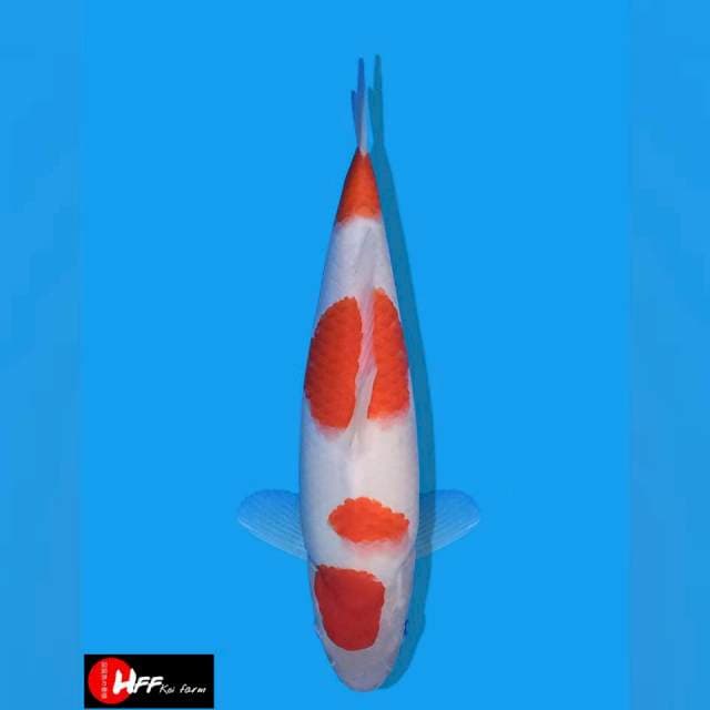 F1 SAKAI 35 CM