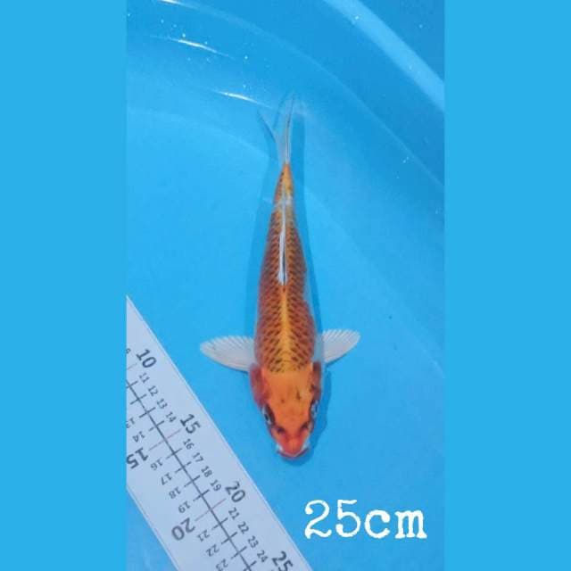 Kujaku 25cm