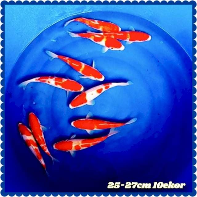 Kohaku strong 25-27cm 10ekor