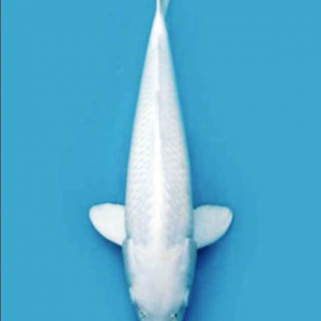 Si putih salju 39cm premium