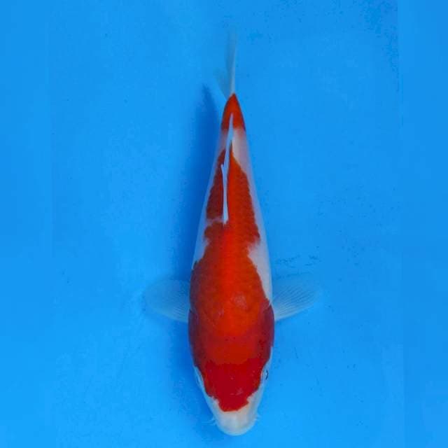 Maruhiro Kohaku