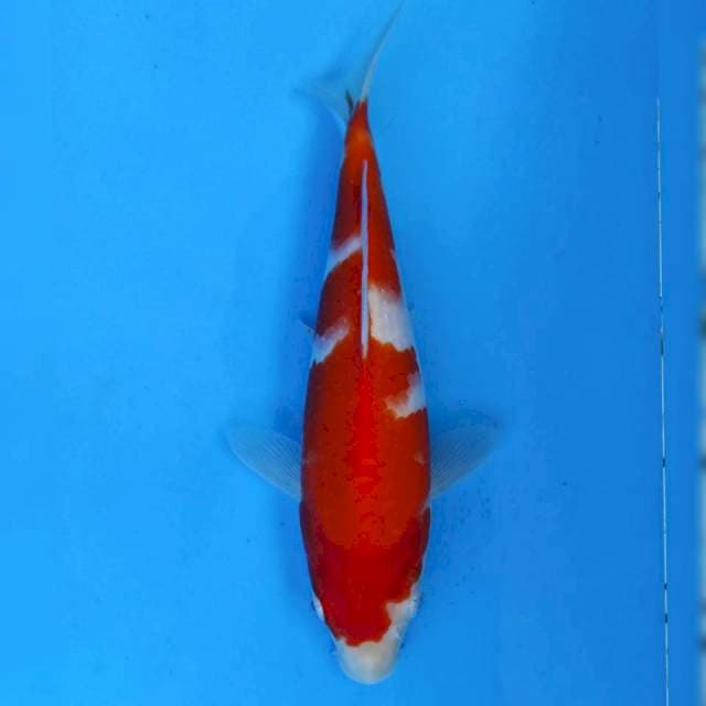 Maruhiro Kohaku