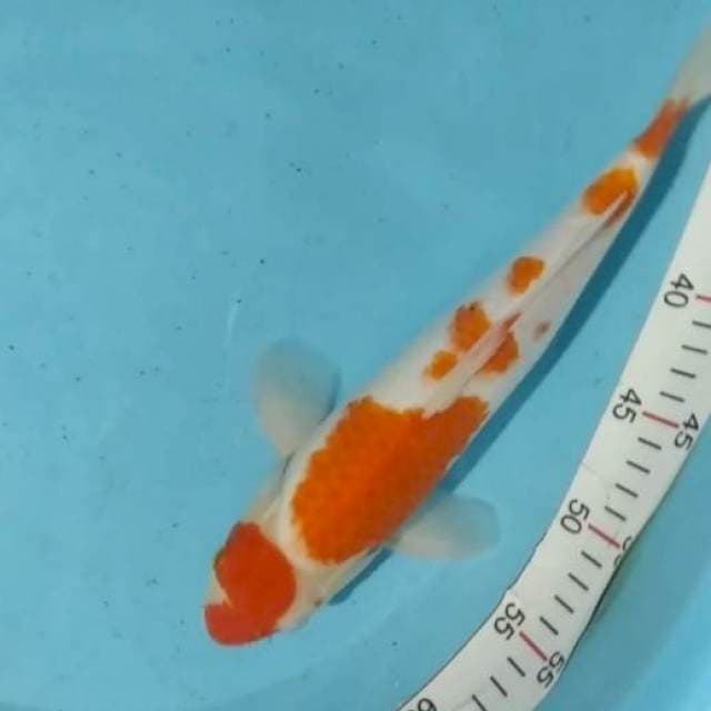 KOHAKU 34CM