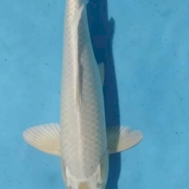 PLATINUM 32CM
