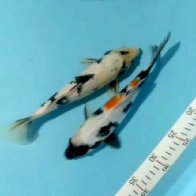 Sowa siro 27cm