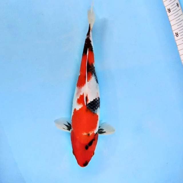 ⭐MEINKABUTRI SHOWA.MTOGORO 32 CM RED STRONG