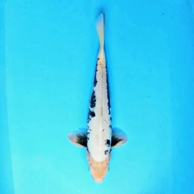 ⭐JANOKO KUMON MALE 35 CM MOTOGORO⭐