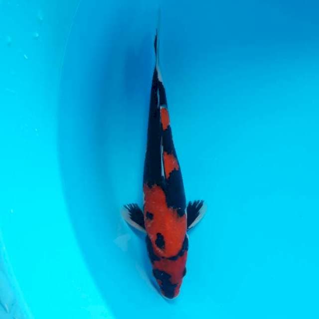 Hi Utsuri Motogoro Imbang 28cm