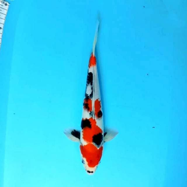 ⭐JANOKO KINDAI SHOWA SQMOTOGORO⭐ male 32 cm