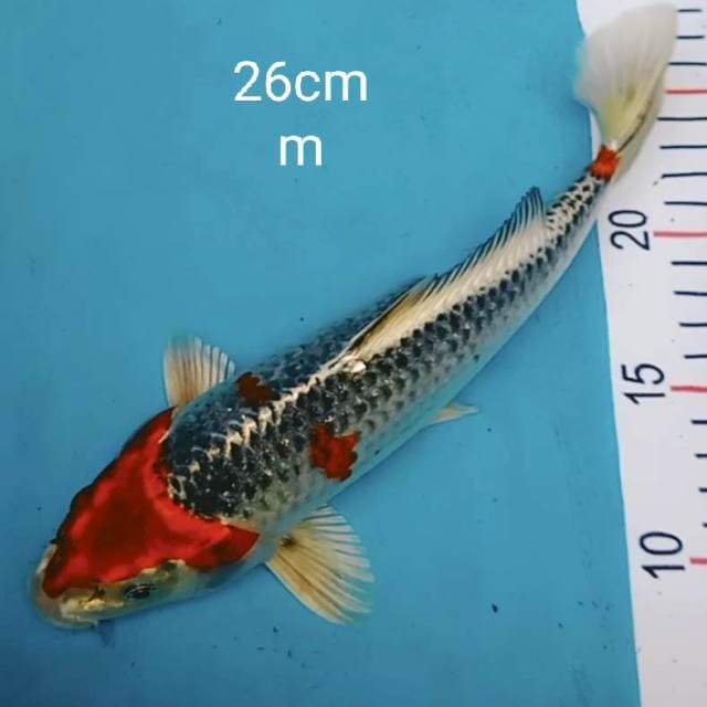 Kujaku 26cm