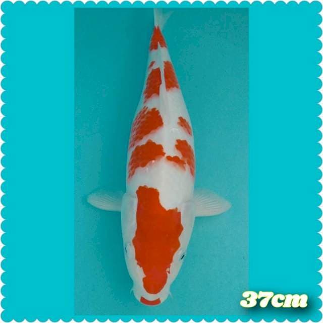Kohaku 37cm