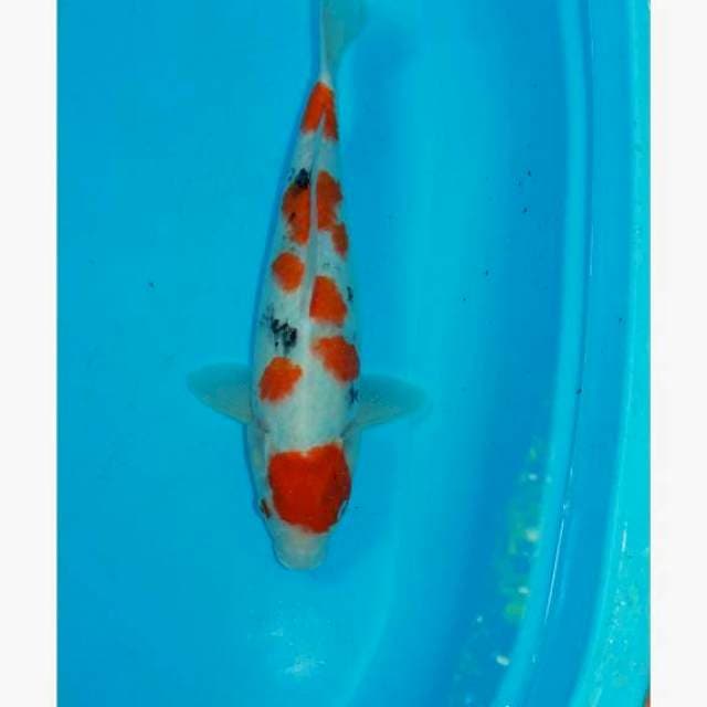 Stubosumi 35cm quality