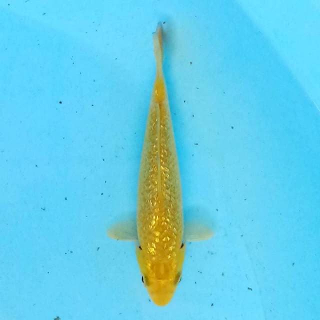 Karashi ginrin 12cm