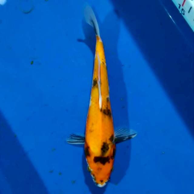 Sowa 18cm