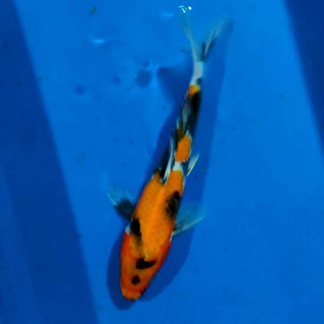 Showa 20 cm