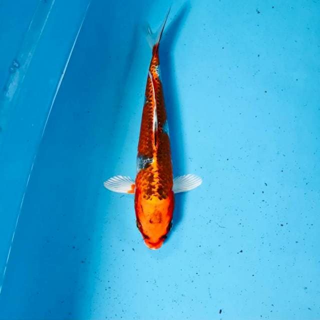 Kujaku, 23 cm