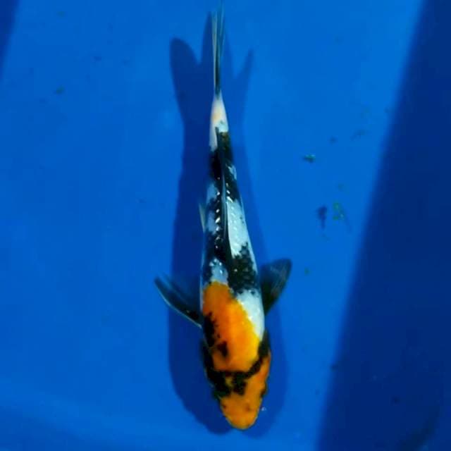 Showa 18cm