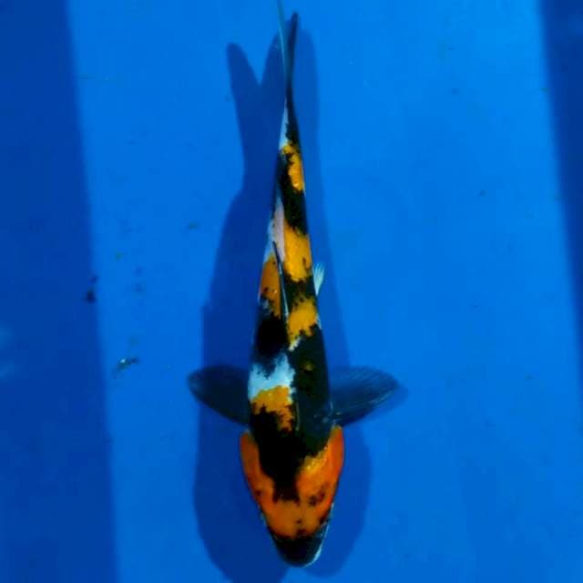 Showa 20cm