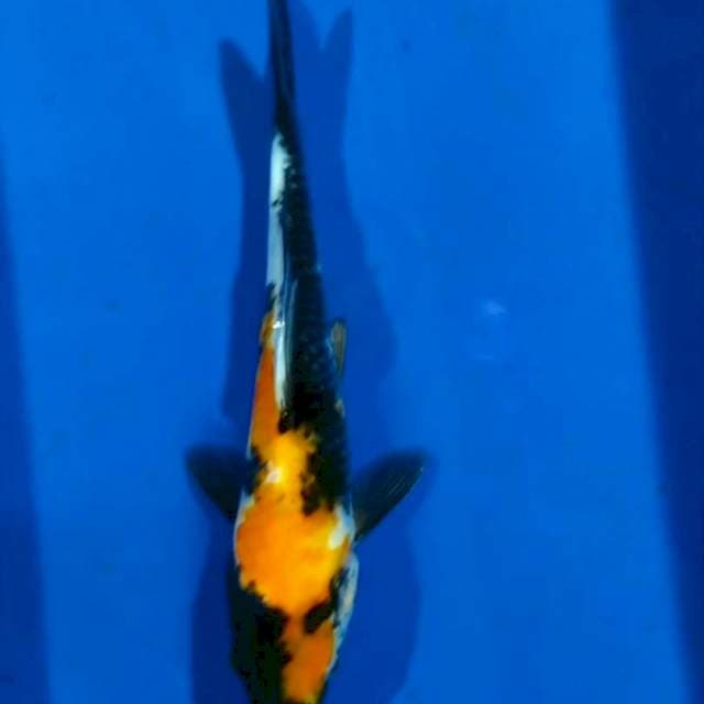 Showa 20cm