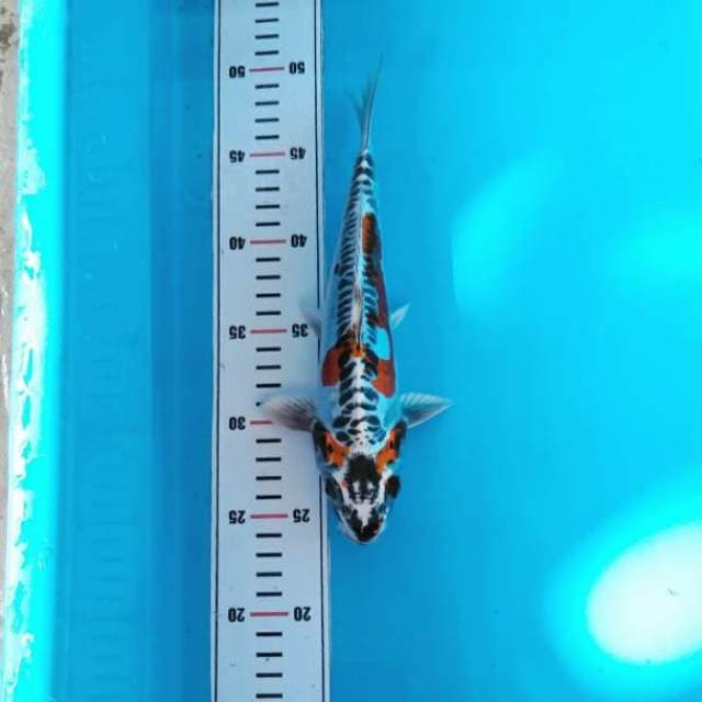 Kiko koleksi metalik padat