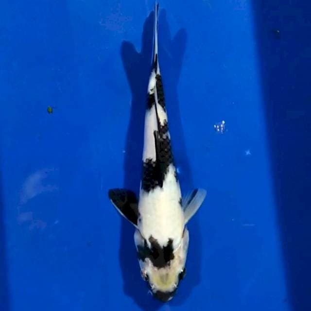 Shiro 20cm