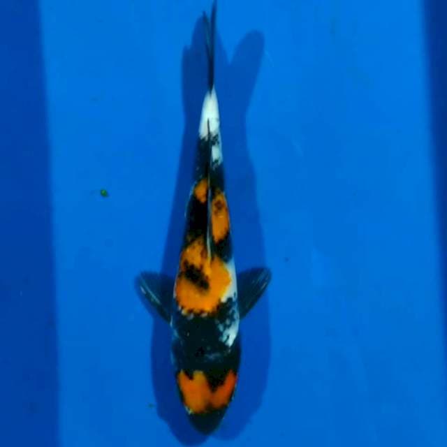 Showa 20cm