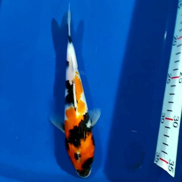 Showa 20 cm