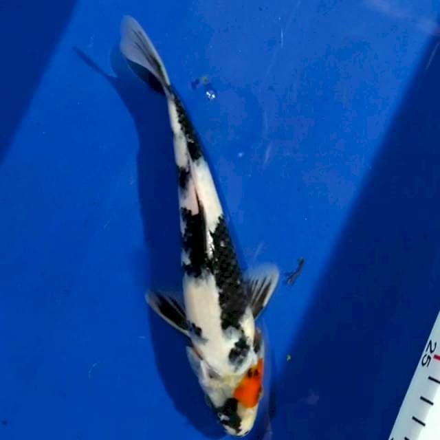 Showa 20cm