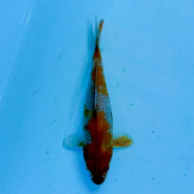 Ochiba 14 cm