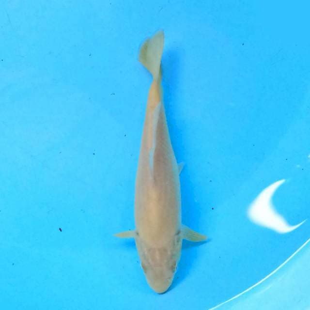 Karashi 17 cm