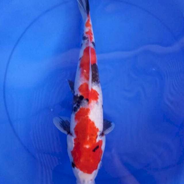 Showa 41 cm