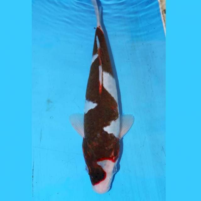 ZIG - ZAG KOROMO