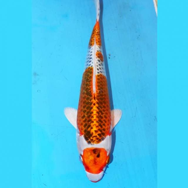 MARUTEN KUJAKU