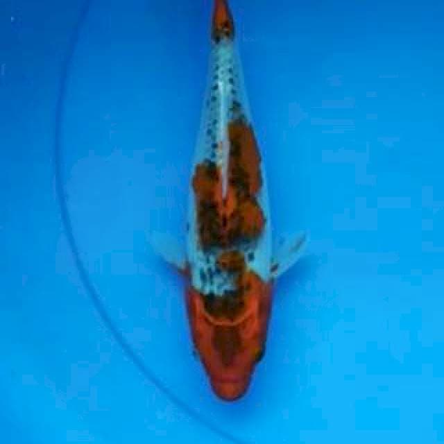 Goshiki 25 cm