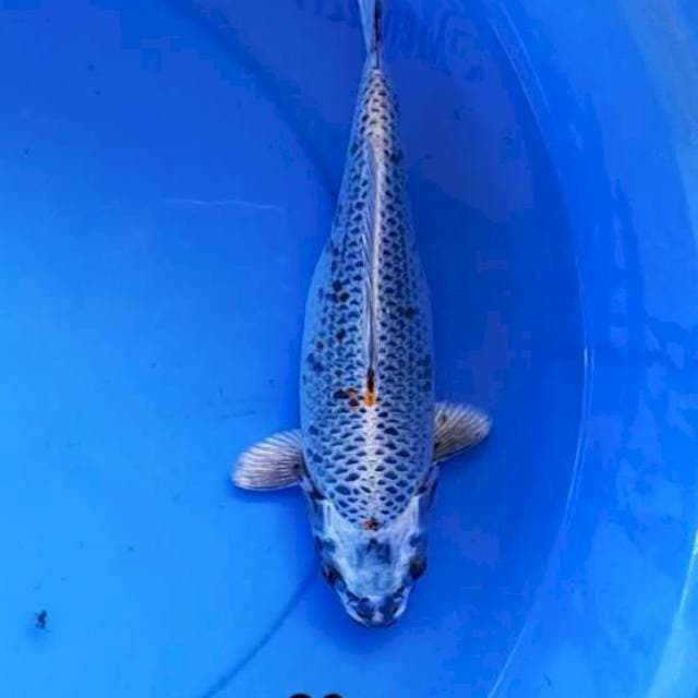 Kujaku 29 cm