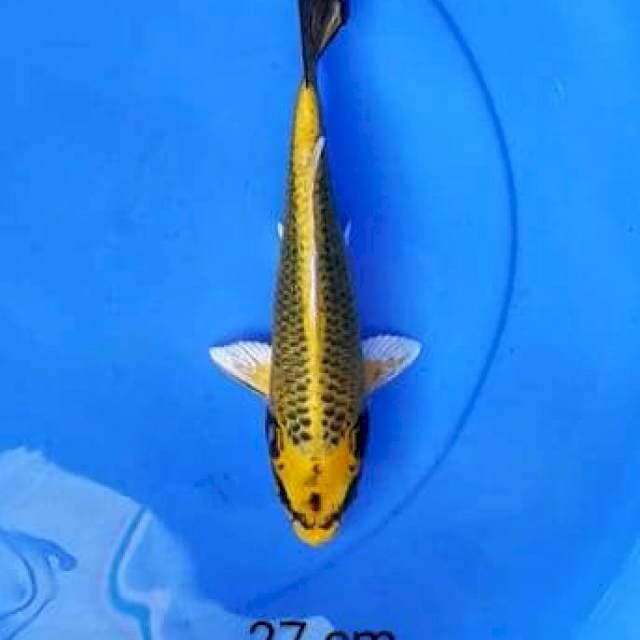 Mukashi 27 cm