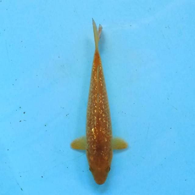 Red Karashi 15cm