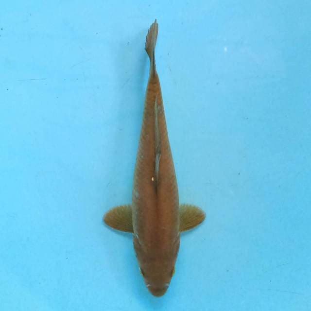 Chagoi 20cm
