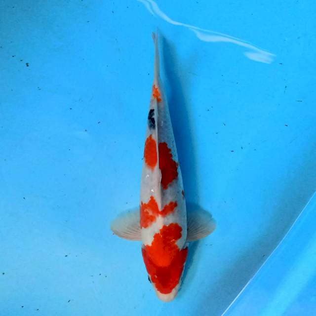 Showa 32cm