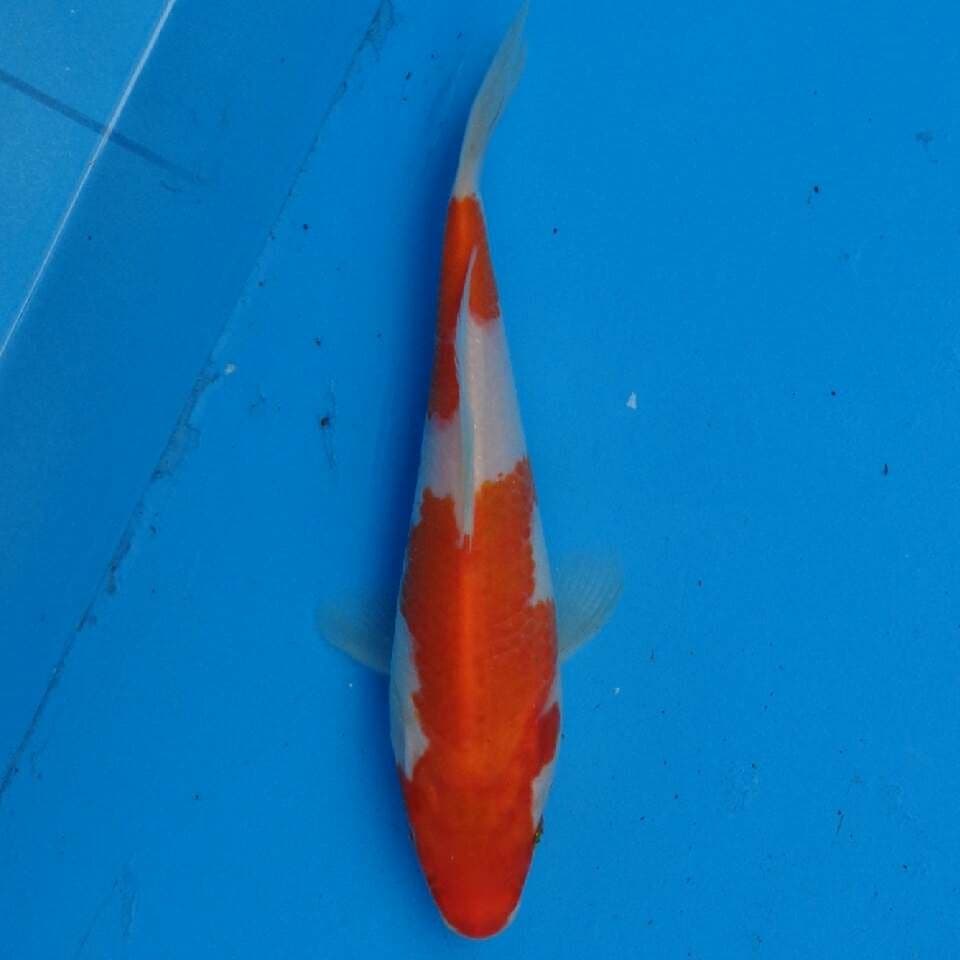 Kohaku F1