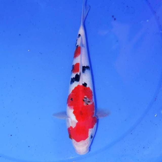 28cm SANKE SAKURA