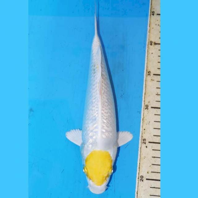 27CM TANCHO MATAHARI