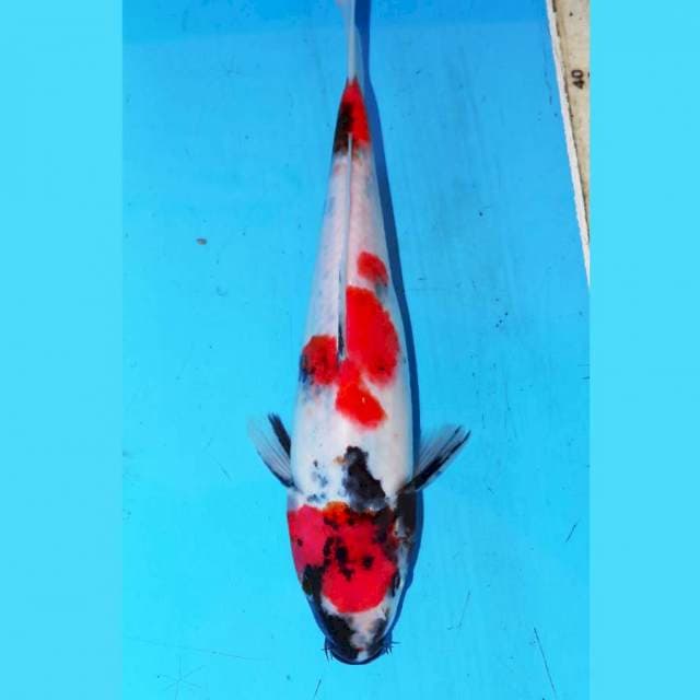 22CM MARUTEN KINDAI SHOWA