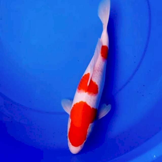33cm KOHAKU SQ