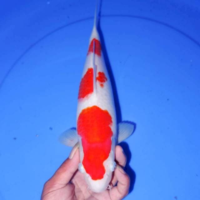 31CM KOHAKU SHOW