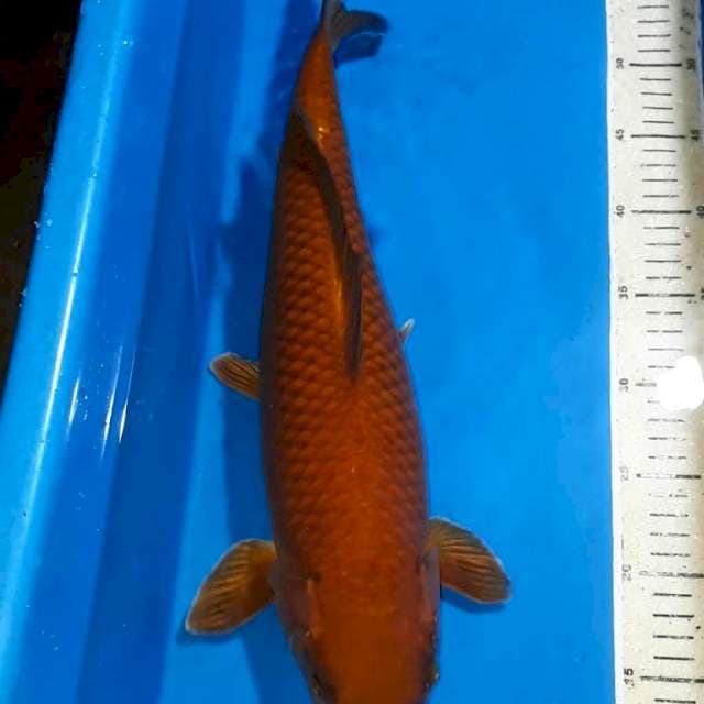 CHAGOI TEMBAGA JUMBO 46 CM